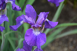 Ruffled Velvet Iris (Iris sibirica 'Ruffled Velvet') at Parkland Garden Centre