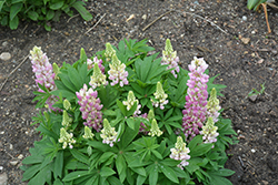 Mini Gallery Pink Bicolor Lupine (Lupinus 'Mini Gallery Pink Bicolor') at Parkland Garden Centre