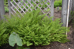 Lady in Red Fern (Athyrium filix-femina 'Lady in Red') at Parkland Garden Centre