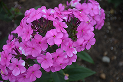 Cloudburst Phlox (Phlox 'Cloudburst') at Parkland Garden Centre