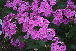 Cloudburst Phlox (Phlox 'Cloudburst') at Parkland Garden Centre