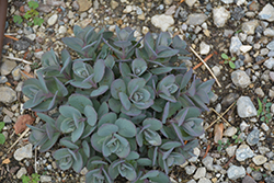 Rock 'N Grow Superstar Stonecrop (Sedum 'Superstar') at Parkland Garden Centre