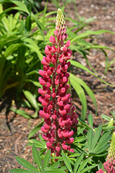 Mini Gallery Red Lupine (Lupinus 'Mini Gallery Red') at Parkland Garden Centre