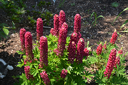 Mini Gallery Red Lupine (Lupinus 'Mini Gallery Red') at Parkland Garden Centre