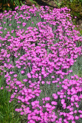 Firewitch Pinks (Dianthus gratianopolitanus 'Firewitch') at Parkland Garden Centre