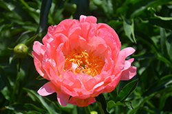 Coral Sunset Peony (Paeonia 'Coral Sunset') at Parkland Garden Centre