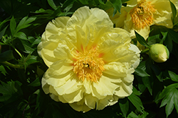 Sequestered Sunshine Peony (Paeonia 'Sequestered Sunshine') at Parkland Garden Centre