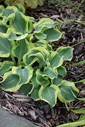 Mini Skirt Hosta (Hosta 'Mini Skirt') at Parkland Garden Centre