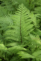 Lady in Red Fern (Athyrium filix-femina 'Lady in Red') at Parkland Garden Centre