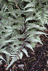 Godzilla Giant Japanese Painted Fern (Athyrium 'Godzilla') at Parkland Garden Centre