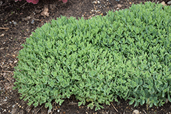 Rock 'N Round Pure Joy Stonecrop (Sedum 'Pure Joy') at Parkland Garden Centre