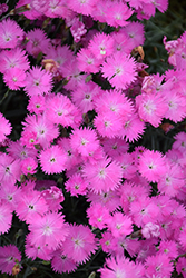 Firewitch Pinks (Dianthus gratianopolitanus 'Firewitch') at Parkland Garden Centre