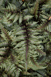 Japanese Painted Fern (Athyrium nipponicum 'Pictum') at Parkland Garden Centre