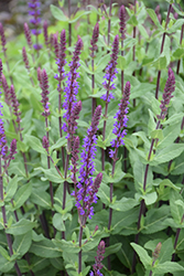 Caradonna Sage (Salvia nemorosa 'Caradonna') at Parkland Garden Centre