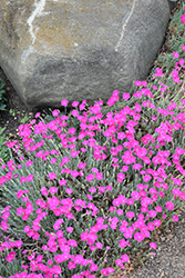 Firewitch Pinks (Dianthus gratianopolitanus 'Firewitch') at Parkland Garden Centre