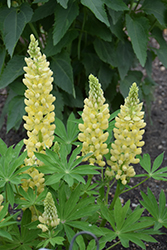 Mini Gallery Yellow Lupine (Lupinus 'Mini Gallery Yellow') at Parkland Garden Centre