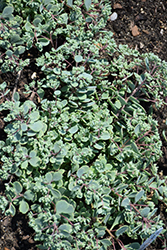 Steel The Show Stonecrop (Sedum 'Steel The Show') at Parkland Garden Centre