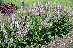 Fashionista Ballerina Pink Sage (Salvia 'Ballerina Pink') at Parkland Garden Centre