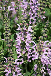 Fashionista Ballerina Pink Sage (Salvia 'Ballerina Pink') at Parkland Garden Centre