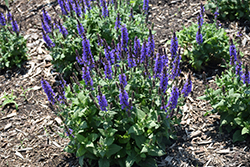 Bumbleblue Meadow Sage (Salvia nemorosa 'Bumbleblue') at Parkland Garden Centre