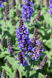 Bumbleblue Meadow Sage (Salvia nemorosa 'Bumbleblue') at Parkland Garden Centre