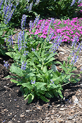 Color Spires Azure Snow Sage (Salvia 'Azure Snow') at Parkland Garden Centre