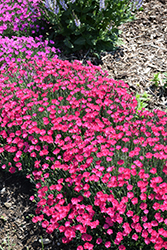 Paint The Town Magenta Pinks (Dianthus 'Paint The Town Magenta') at Parkland Garden Centre