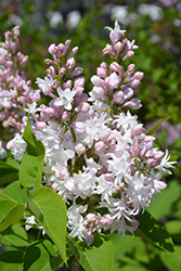 Beauty of Moscow Lilac (Syringa vulgaris 'Beauty of Moscow') at Parkland Garden Centre