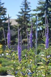 Blue Skywalker Speedwell (Veronica 'Blue Skywalker') at Parkland Garden Centre