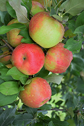 Honeycrisp Apple (Malus 'Honeycrisp') at Parkland Garden Centre