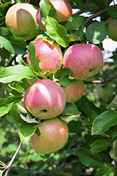 Northern Spy Apple (Malus 'Northern Spy') at Parkland Garden Centre