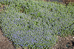 Tidal Pool Speedwell (Veronica 'Tidal Pool') at Parkland Garden Centre