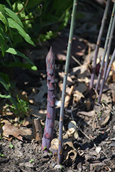 Purple Passion Asparagus (Asparagus 'Purple Passion') at Parkland Garden Centre