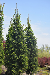 Christina Columnar Spruce (Picea abies 'Christina') at Parkland Garden Centre