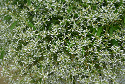 Diamond Frost Euphorbia (Euphorbia 'INNEUPHDIA') at Parkland Garden Centre
