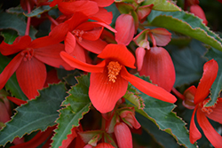 Bossa Nova Red Shades Begonia (Begonia boliviensis 'Bossa Nova Red Shades') at Parkland Garden Centre