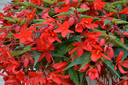 Bossa Nova Red Shades Begonia (Begonia boliviensis 'Bossa Nova Red Shades') at Parkland Garden Centre