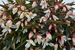 Bossa Nova Pure White Begonia (Begonia boliviensis 'Bossa Nova Pure White') at Parkland Garden Centre