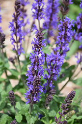 Spring King Mini Meadow Sage (Salvia nemorosa 'Spring King Mini') at Parkland Garden Centre