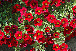 Lindura Red Calibrachoa (Calibrachoa 'Lindura Red') at Parkland Garden Centre