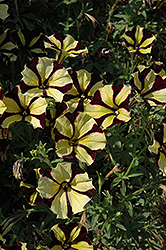 Sunflower Ray Petunia (Petunia 'Sunflower Ray') at Parkland Garden Centre
