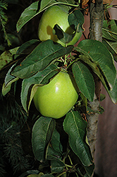 Urban Apple Tangy Green Columnar Apple (Malus 'AK-98') at Parkland Garden Centre