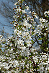Carmine Jewel Cherry (tree form) (Prunus 'Carmine Jewel (tree form)') at Parkland Garden Centre