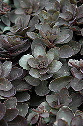 Dazzleberry Stonecrop (Sedum 'Dazzleberry') at Parkland Garden Centre