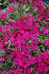 Crackerjack Moss Phlox (Phlox douglasii 'Crackerjack') at Parkland Garden Centre