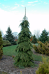 Weeping White Spruce (Picea glauca 'Pendula') at Parkland Garden Centre