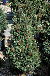 Columnar Mugo Pine (Pinus mugo 'Columnaris') at Parkland Garden Centre
