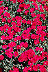 Frosty Fire Pinks (Dianthus 'Frosty Fire') at Parkland Garden Centre