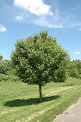 Northwood Red Maple (Acer rubrum 'Northwood') at Parkland Garden Centre