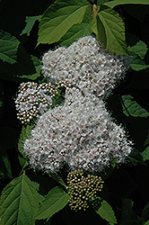 Fritschiana Spirea (Spiraea fritschiana) at Parkland Garden Centre